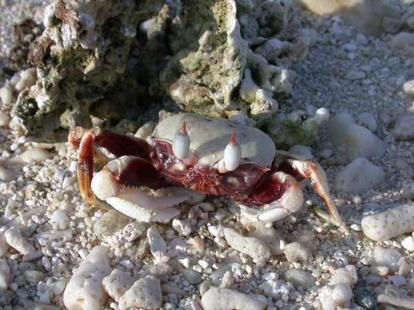 Crab